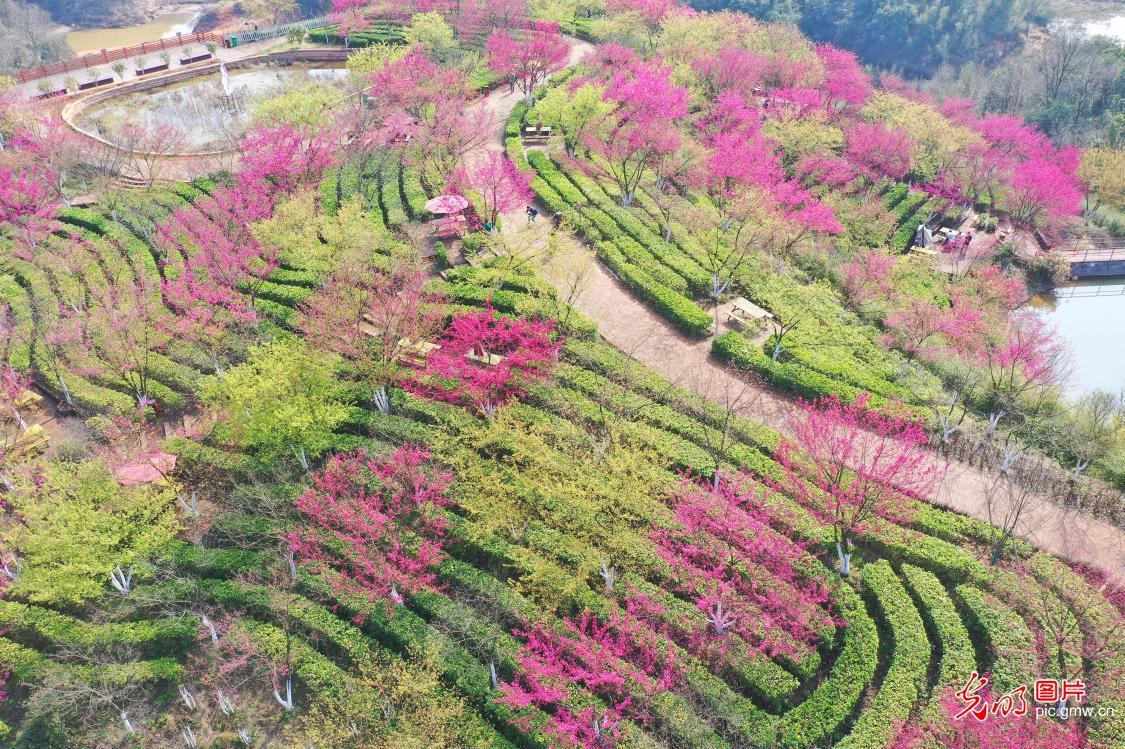 In pics: Cherry blossoms blooming in C China's Hunan