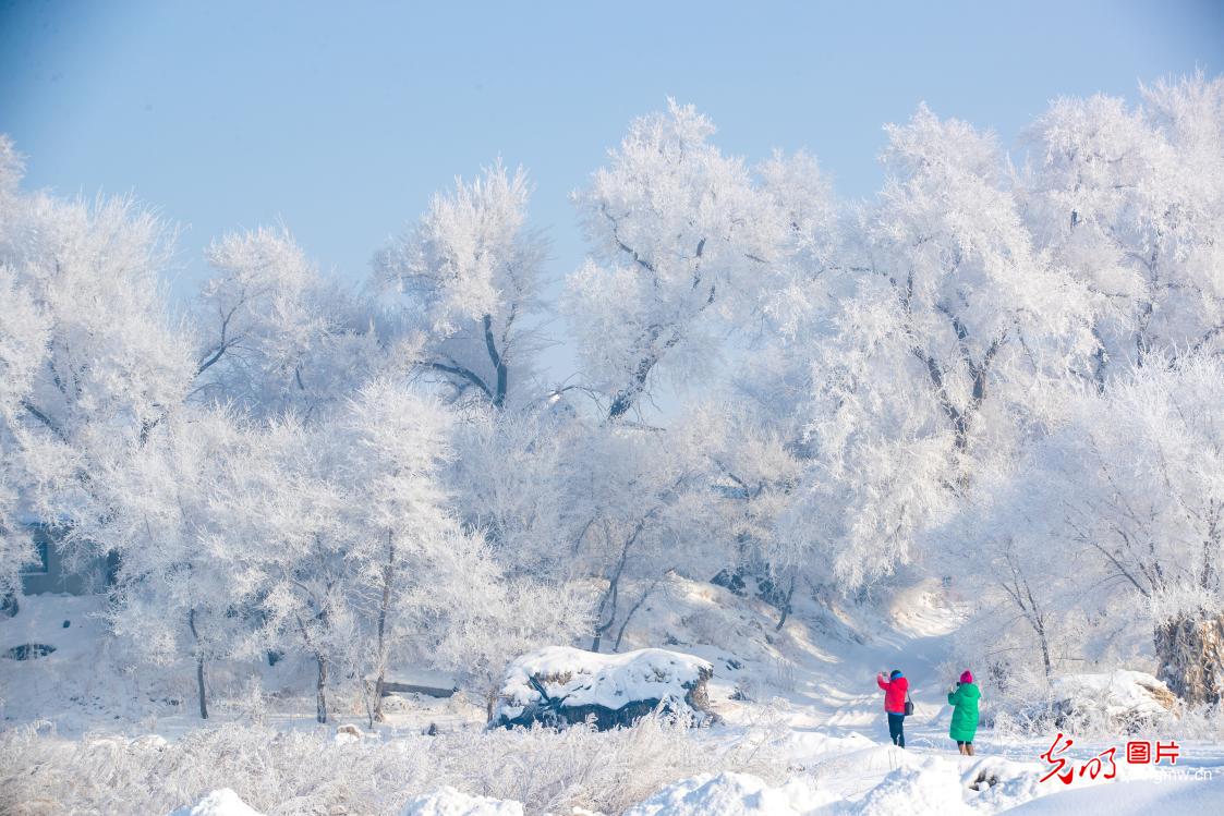 Tree branches covered in snow