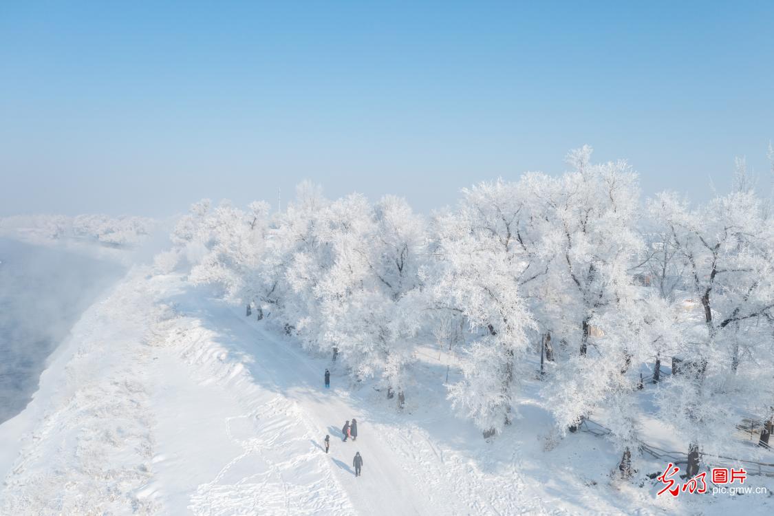 Tree branches covered in snow