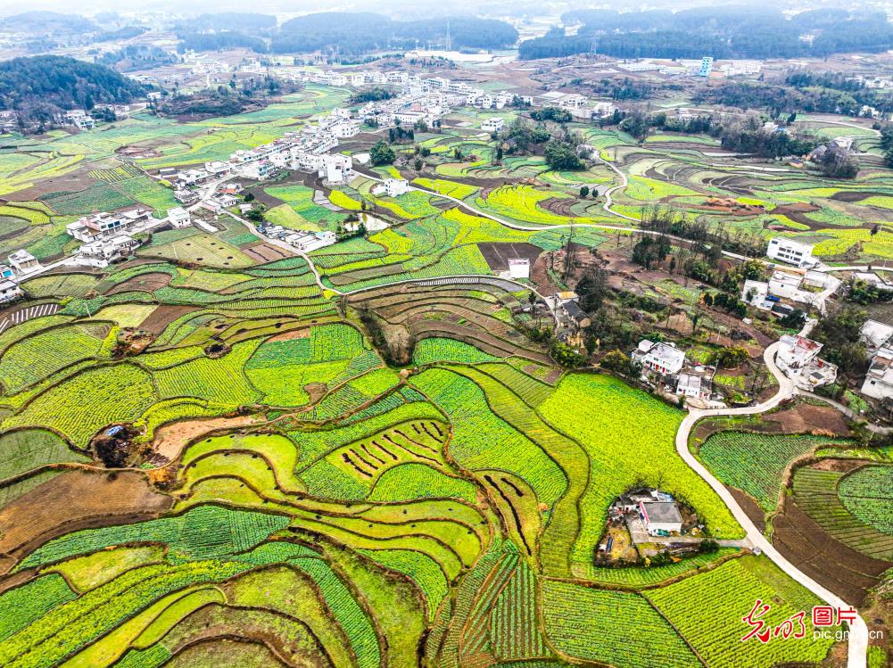 Qianxi City of SW China’s Guizhou: rapeseed blossoms in countryside