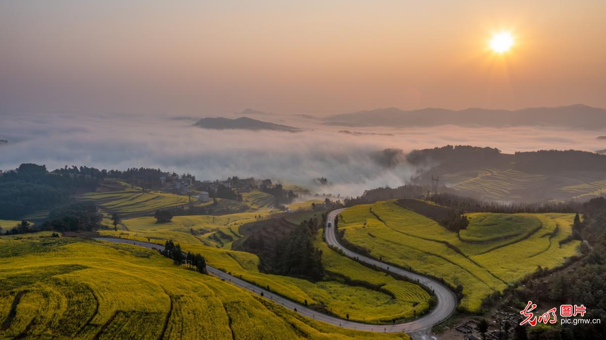 Sea of flowers welcomes spring with golden waves