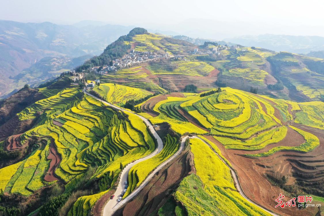 Sea of flowers welcomes spring with golden waves