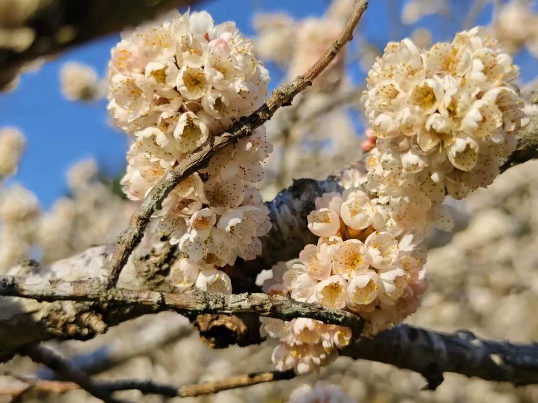 Cherry blossoms bloom in Yunnan