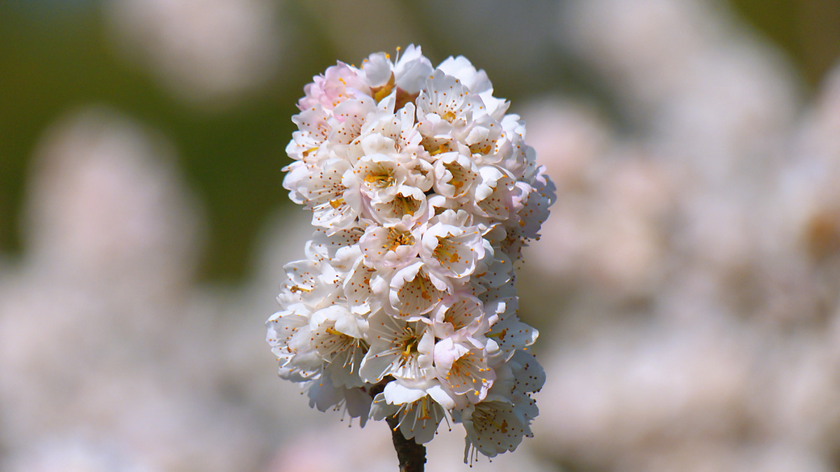 Cherry blossoms bloom in Yunnan