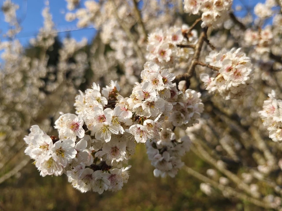 Cherry blossoms bloom in Yunnan