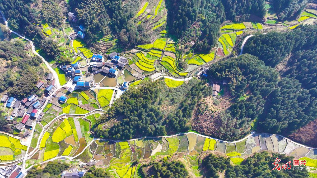 Rapeseed flowers adorn rural landscape in SW China’s Guizhou