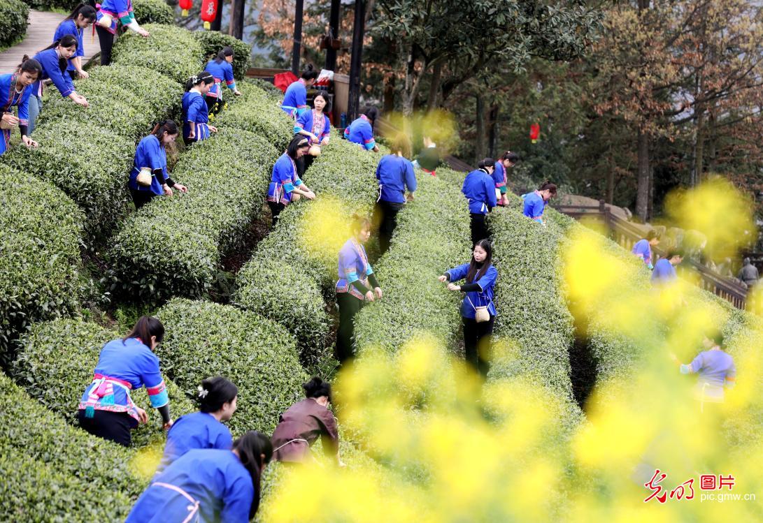 Tea culture events held in S China’s Guangxi