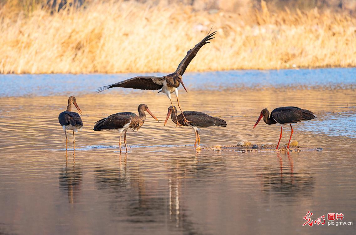 First-class nationally protected wide animal black storks reappear in Shahe River of C China’s Henan