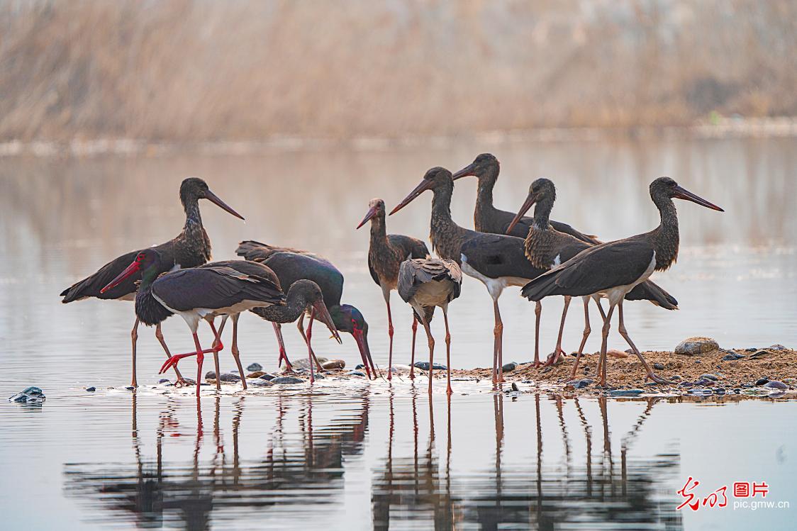 First-class nationally protected wide animal black storks reappear in Shahe River of C China’s Henan