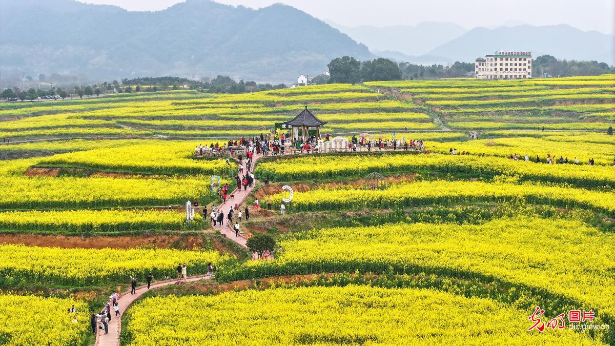 Canola flowers bloom in spring delight