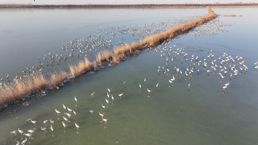 Rare birds spotted in north China's wetland