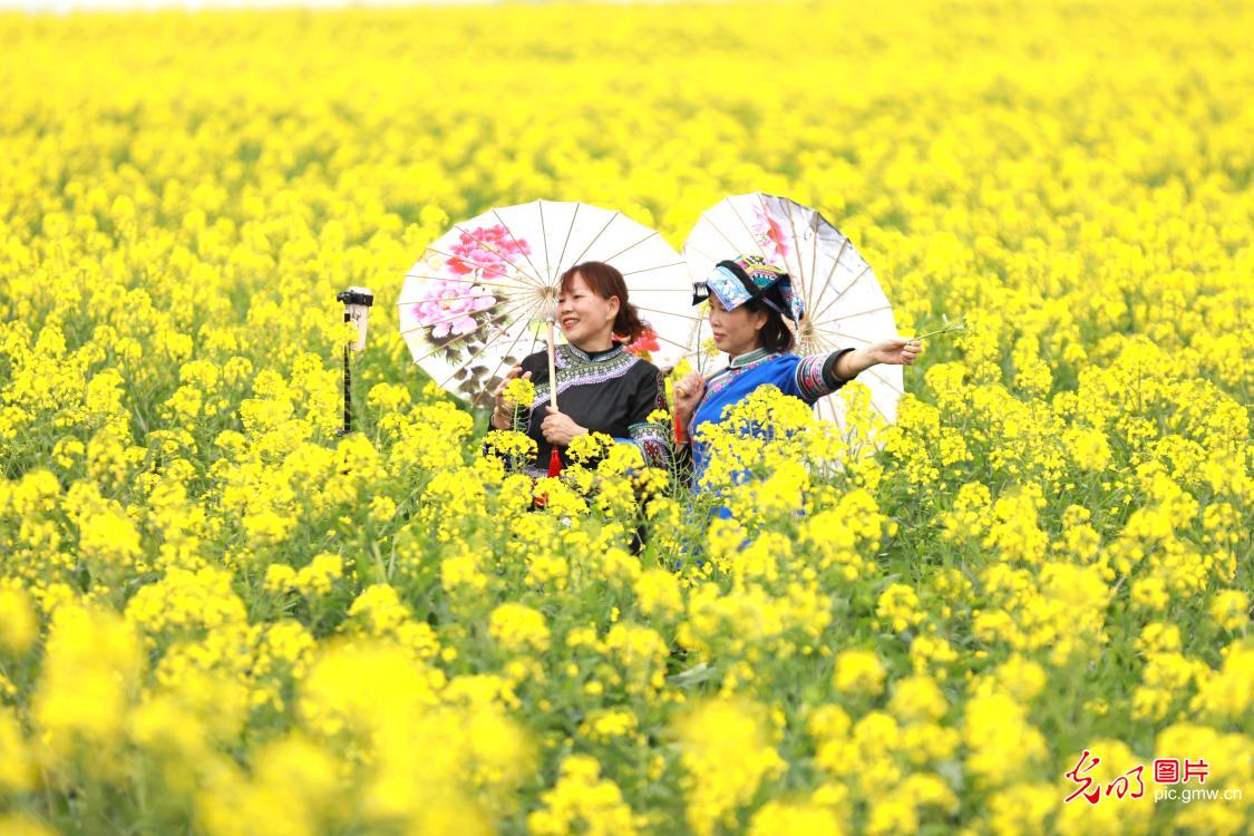 Rapeseed flowers attract viewers