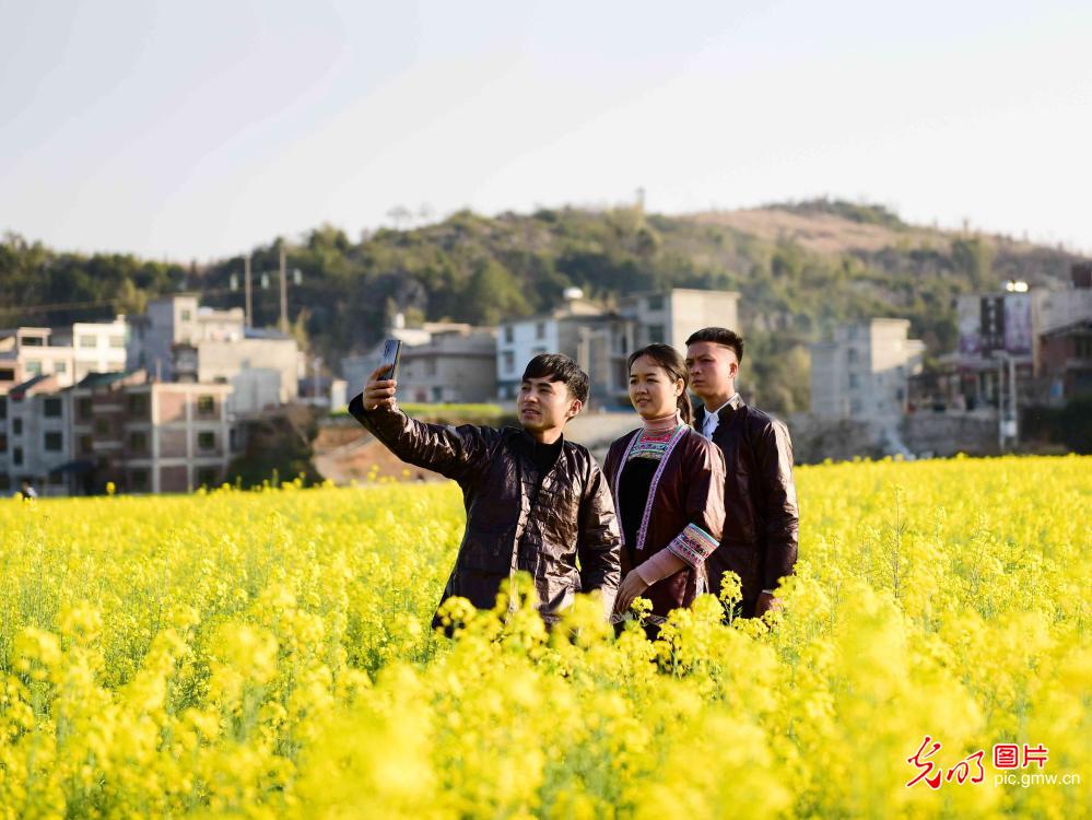 Rapeseed flowers attract viewers