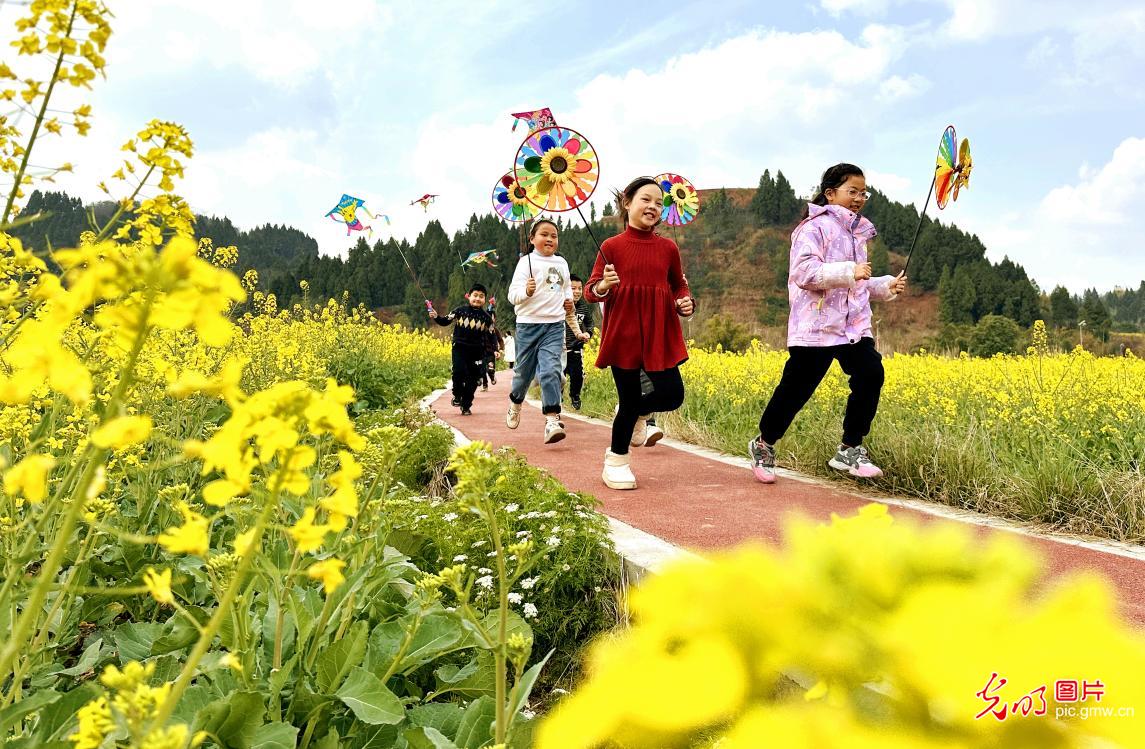 Rapeseed flowers attract viewers