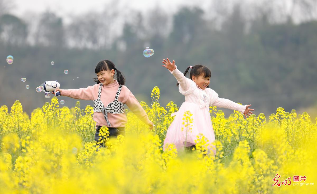 Rapeseed flowers attract viewers