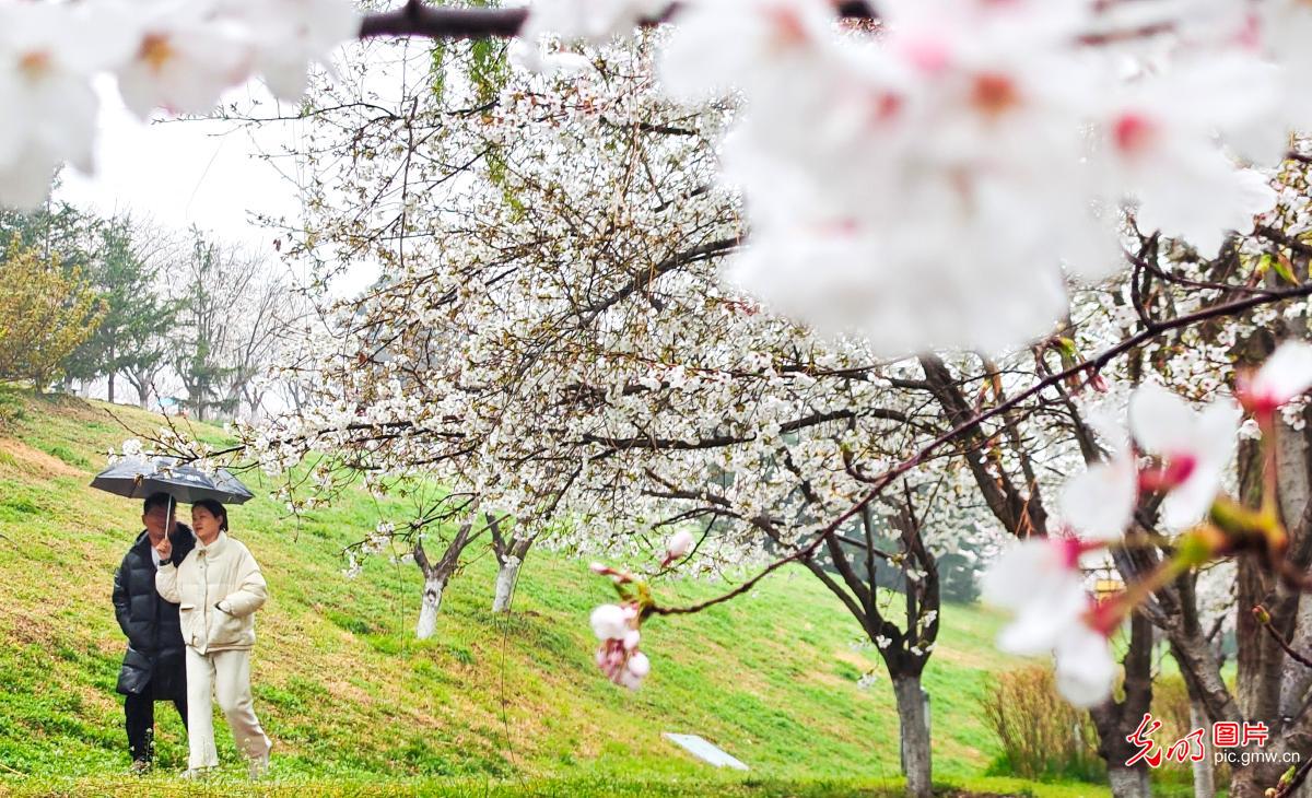 Spring scenery in C China's Henan