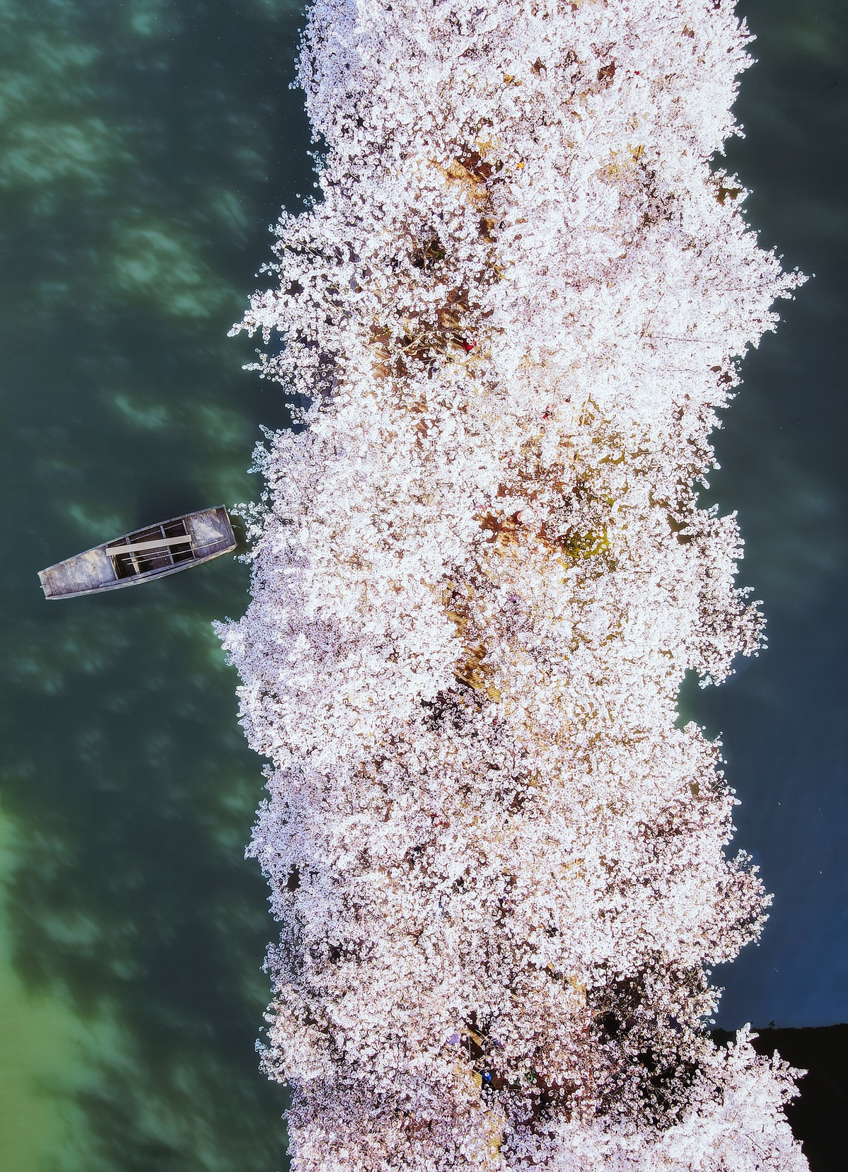 Wuxi's cherry blossom season elevated by helicopter tours and global connections