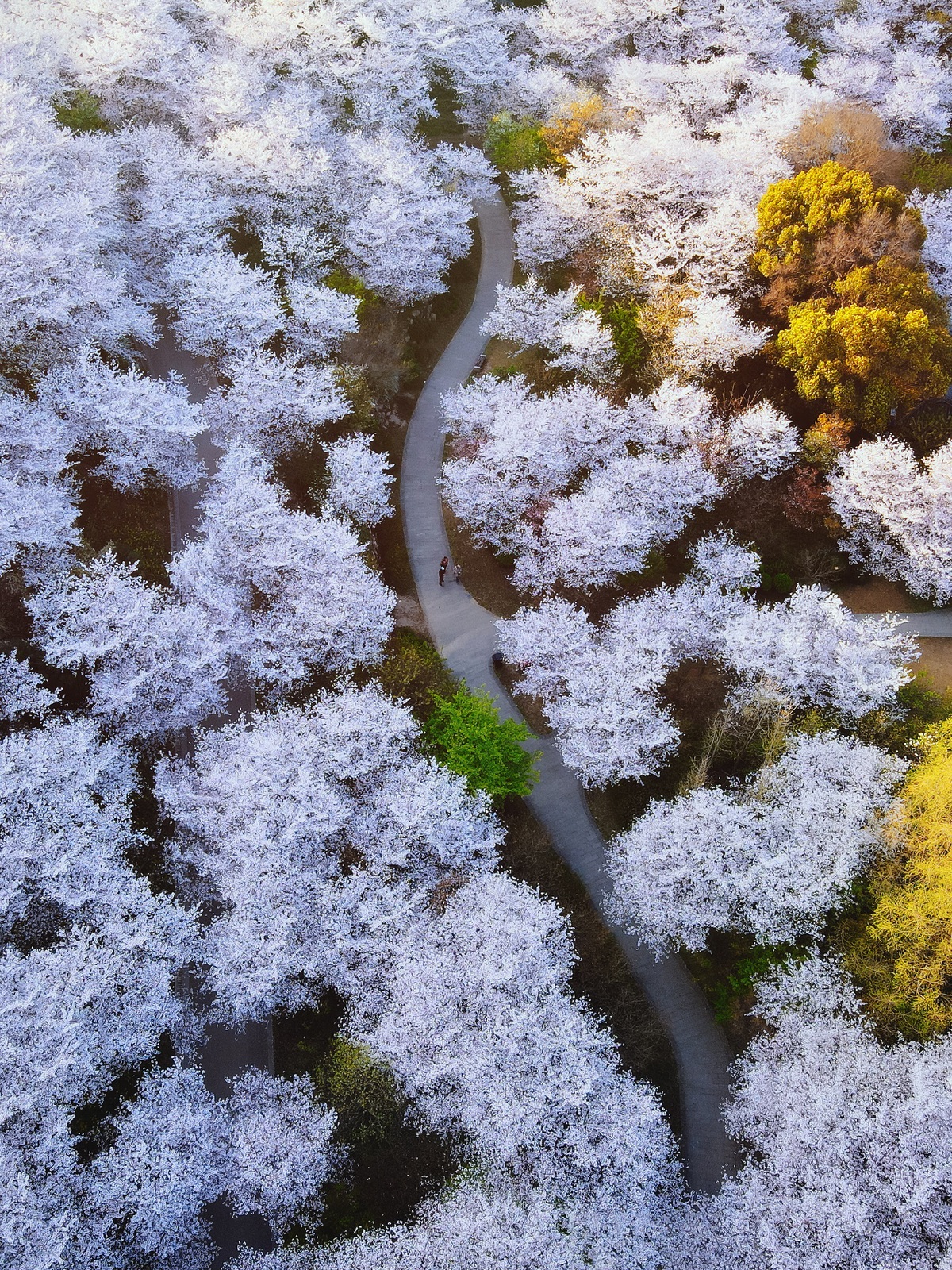 Wuxi's cherry blossom season elevated by helicopter tours and global connections