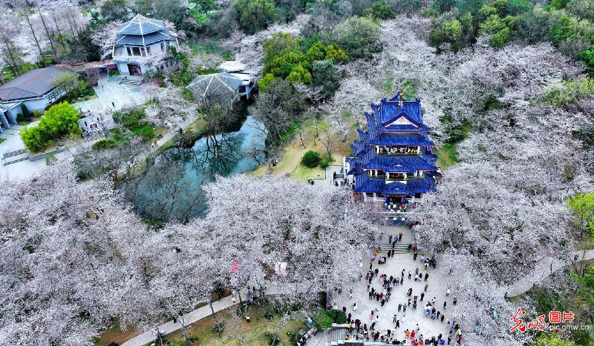 Yuantouzhu cherry blossoms in full bloom enchant visitors