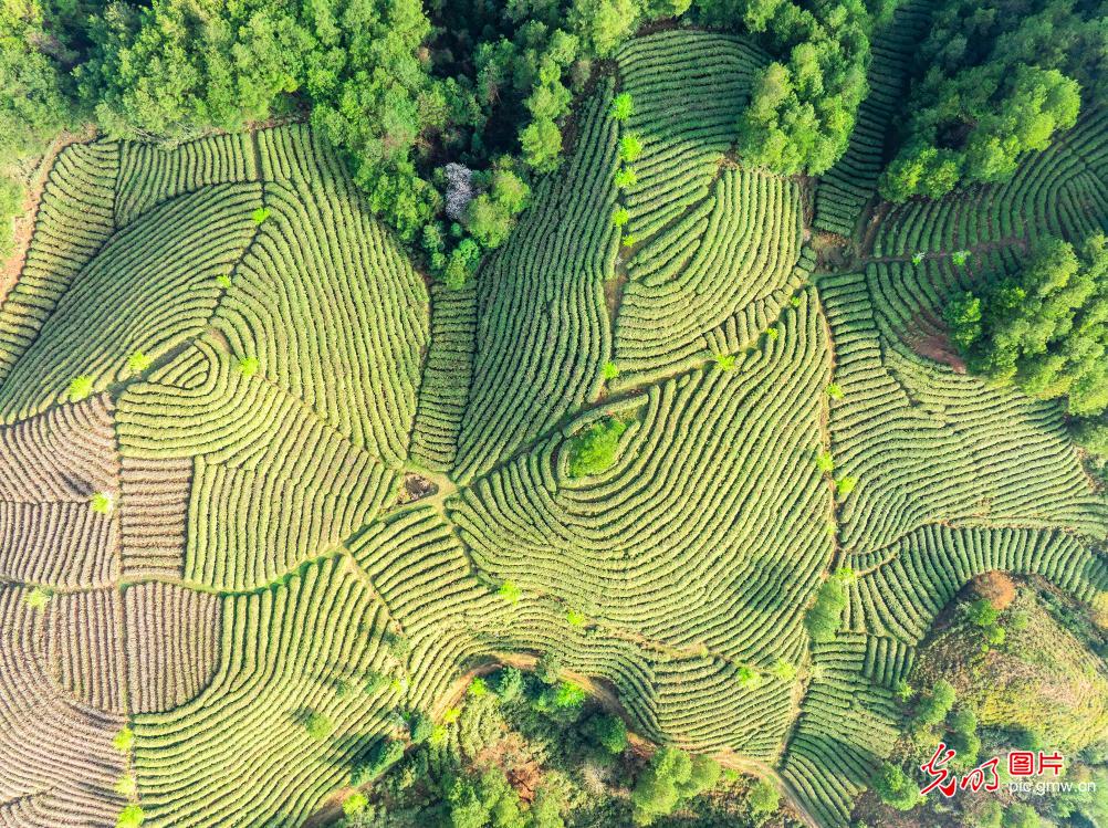 In pics: Tea garden in SW China's Chongqing