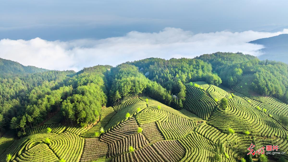 In pics: Tea garden in SW China's Chongqing