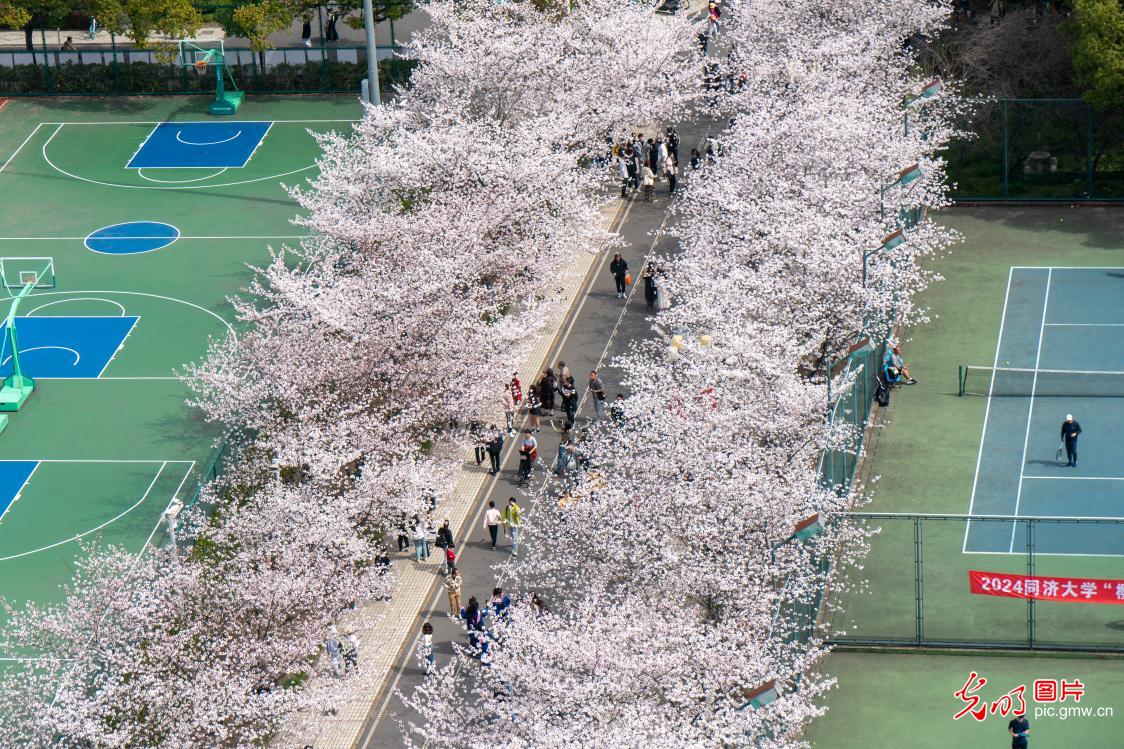 Cherry blossoms in full bloom at Tongji University in Shanghai