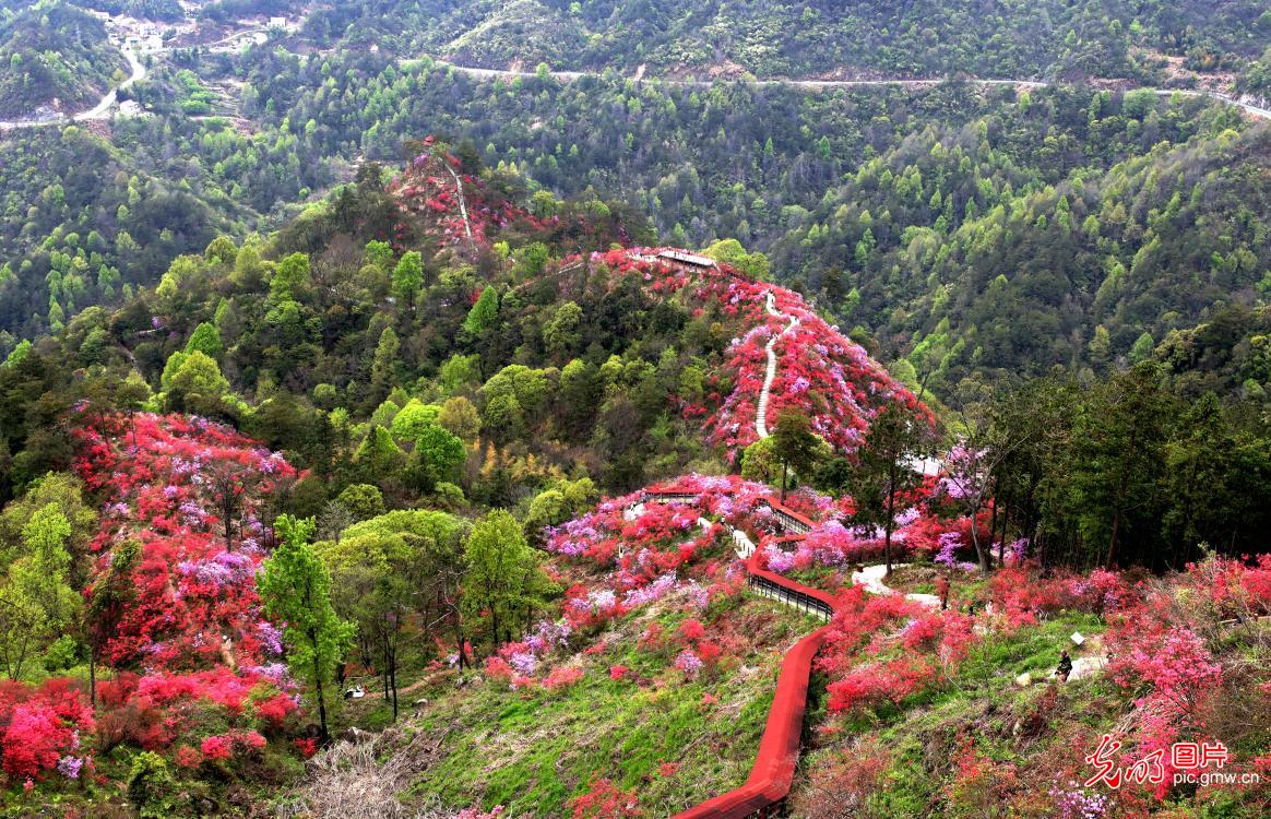 Fragrance of red alpine azaleas attracts tourists