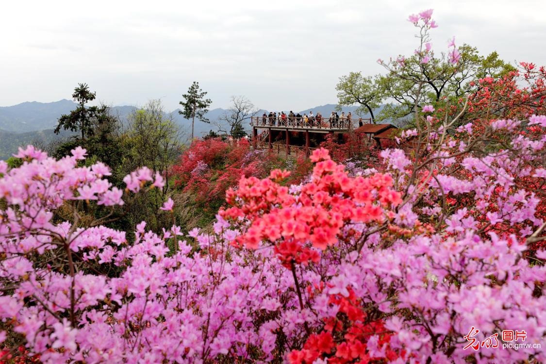 Fragrance of red alpine azaleas attracts tourists