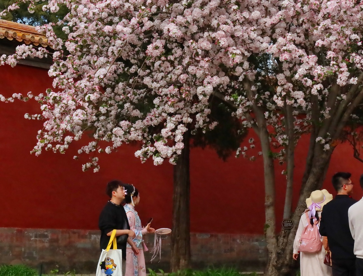 Blooming flowers seen at Palace Museum in Beijing