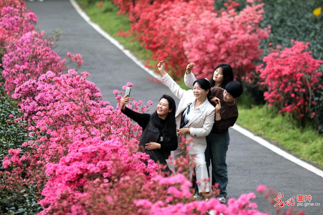 Beautiful scenery of spring tea garden