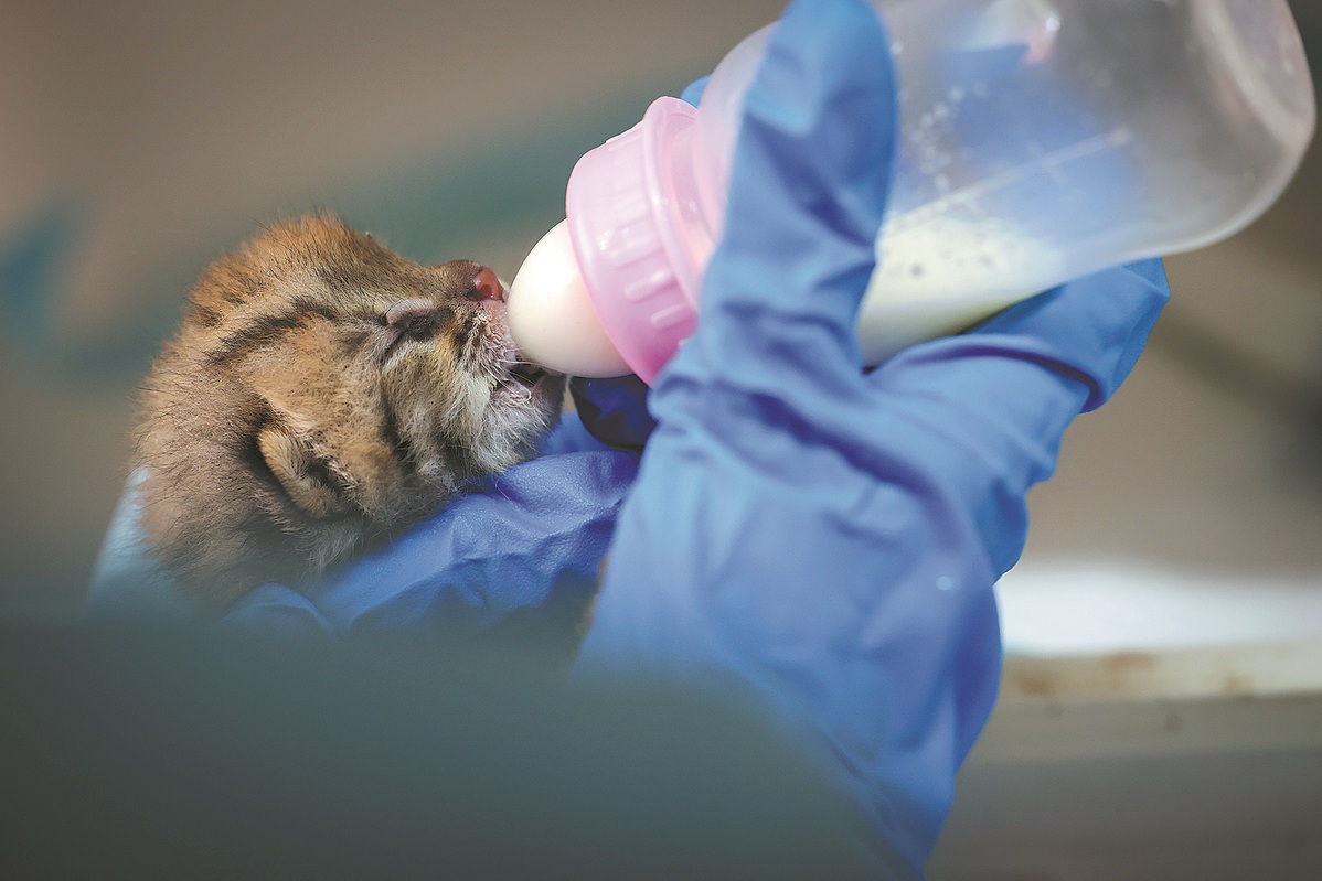 Rescued leopard cat returned to wild habitat