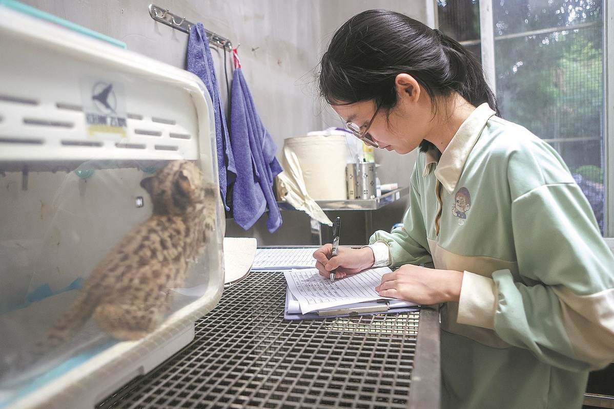 Rescued leopard cat returned to wild habitat