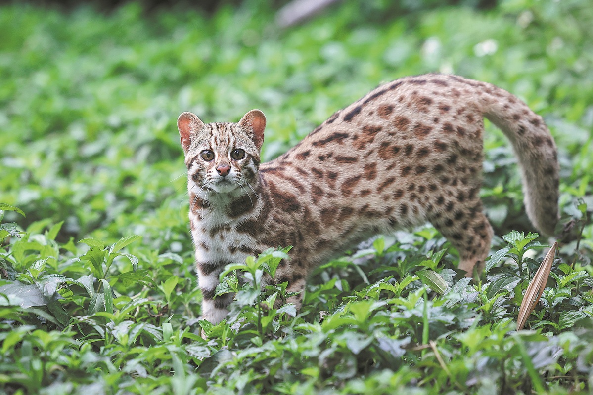 Rescued leopard cat returned to wild habitat