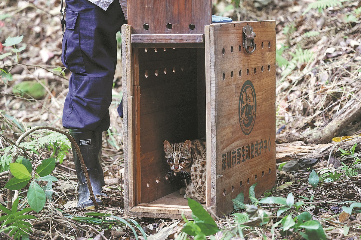 Rescued leopard cat returned to wild habitat