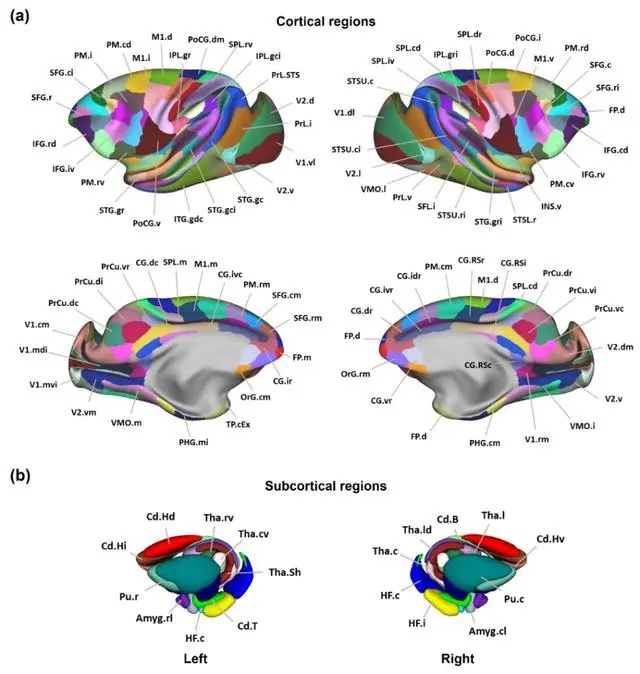 Chinese scientists map macaque brain networks