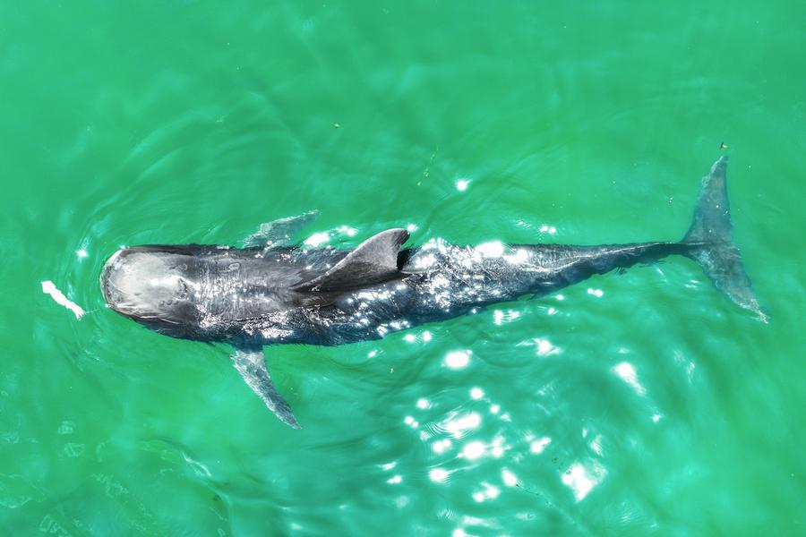 EcoChina | Rescued short-finned pilot whale recovers well in S China's Hainan