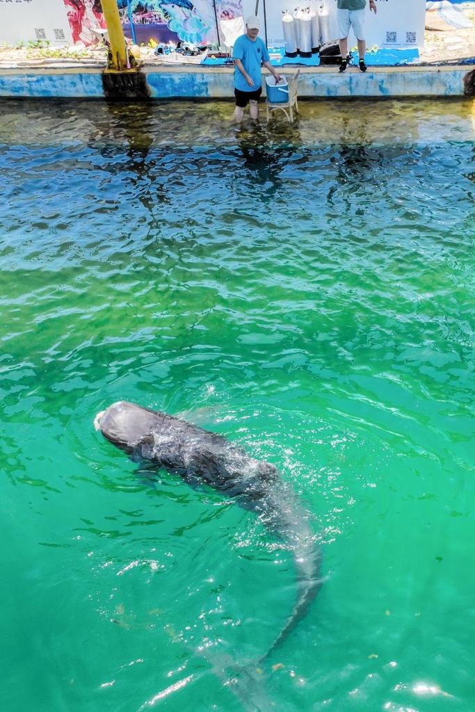 EcoChina | Rescued short-finned pilot whale recovers well in S China's Hainan