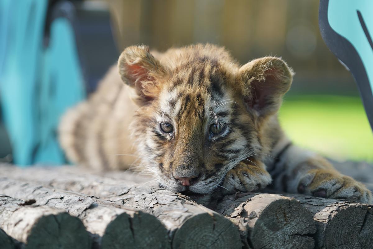 Siberian tiger cubs flourish in Chinese breeding centers