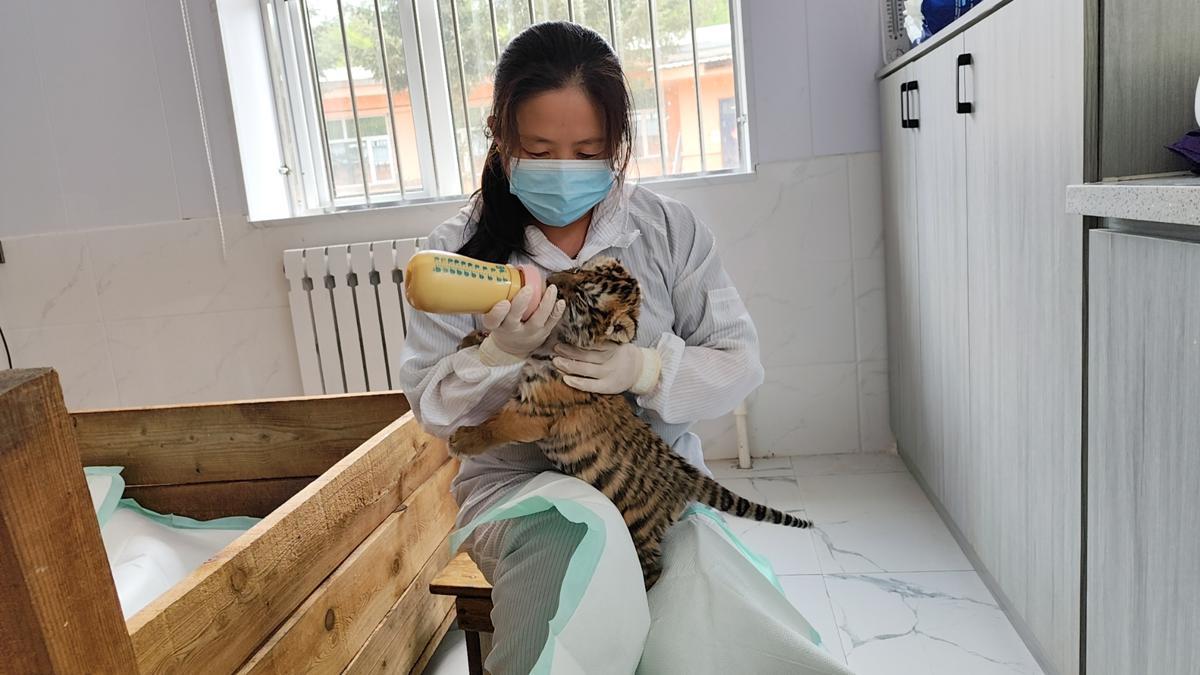 Siberian tiger cubs flourish in Chinese breeding centers