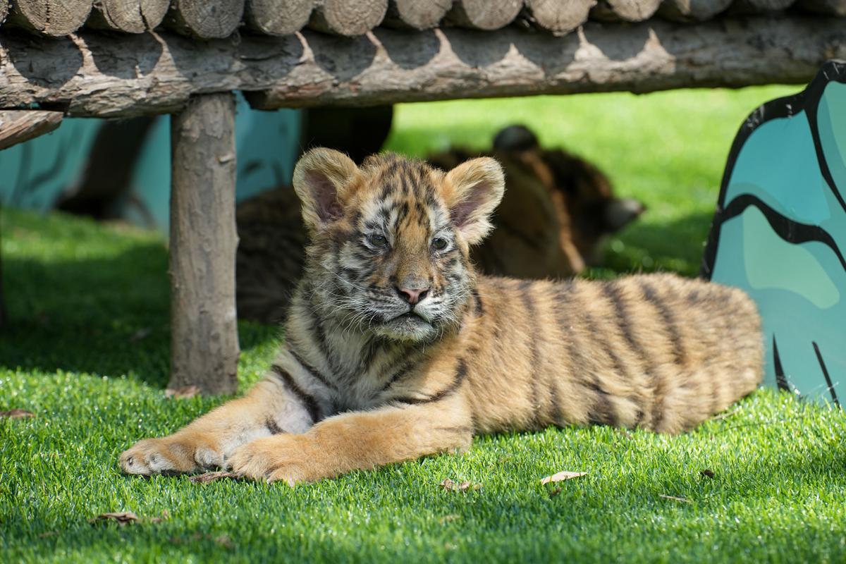 Siberian tiger cubs flourish in Chinese breeding centers