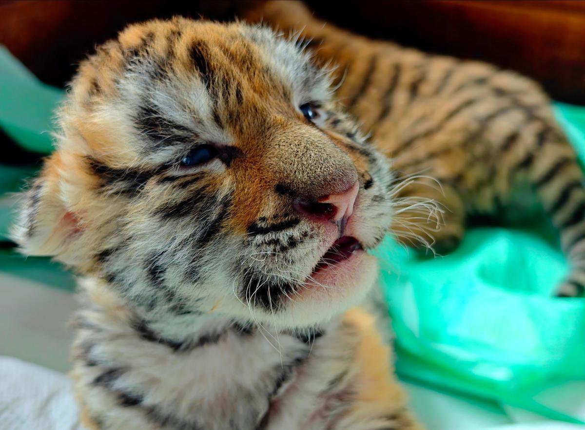 Siberian tiger cubs flourish in Chinese breeding centers