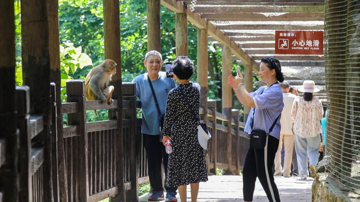 Adorable macaque twins surprise wildlife enthusiasts