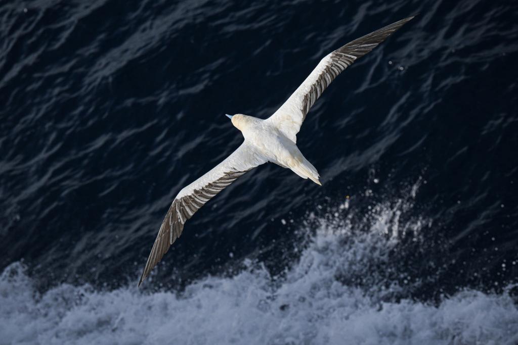 Red-footed boobies seen hunting flying fish in South China Sea