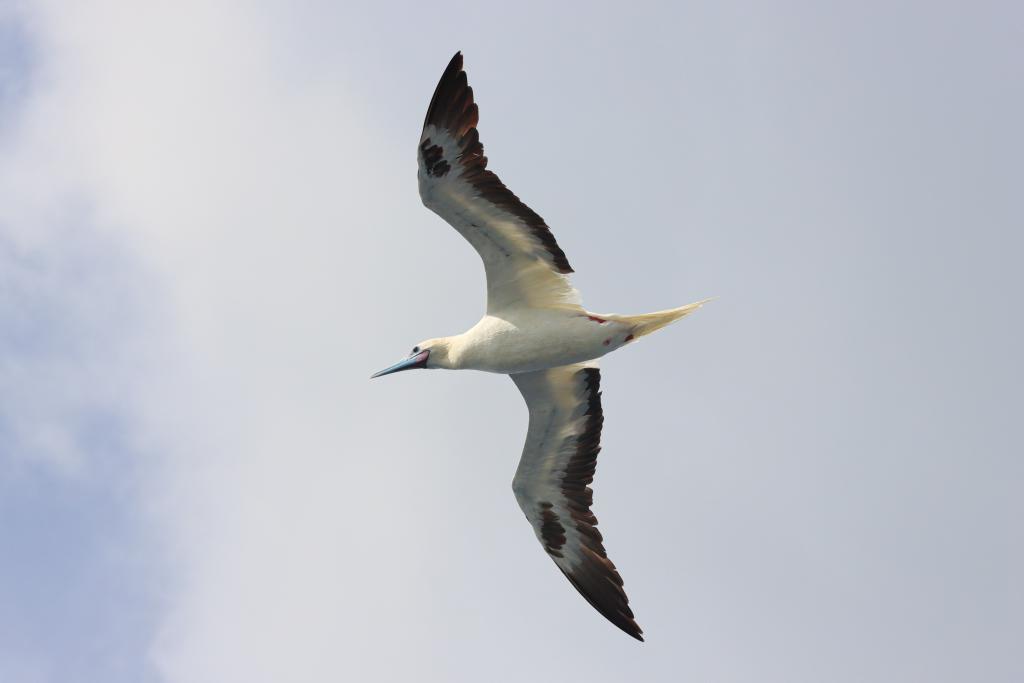 Red-footed boobies seen hunting flying fish in South China Sea