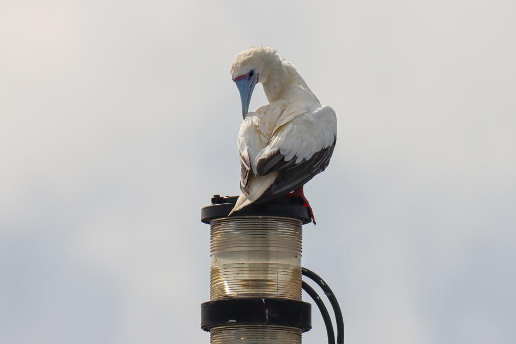 Red-footed boobies seen hunting flying fish in South China Sea