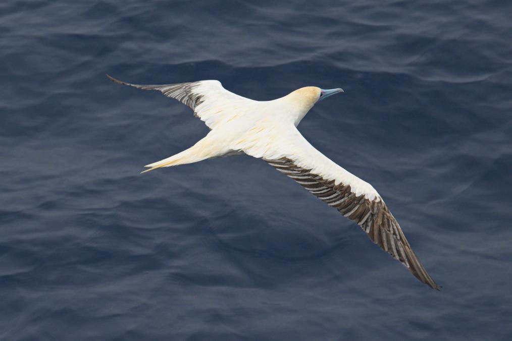 Red-footed boobies seen hunting flying fish in South China Sea