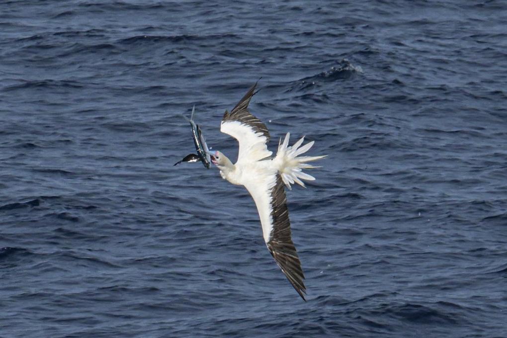 Red-footed boobies seen hunting flying fish in South China Sea