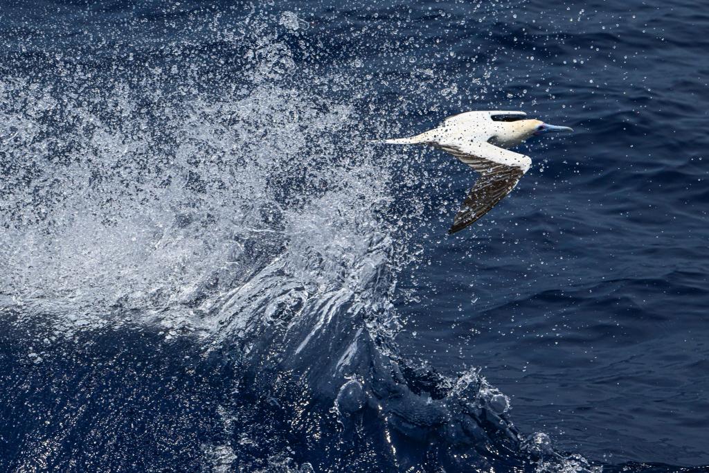 Red-footed boobies seen hunting flying fish in South China Sea