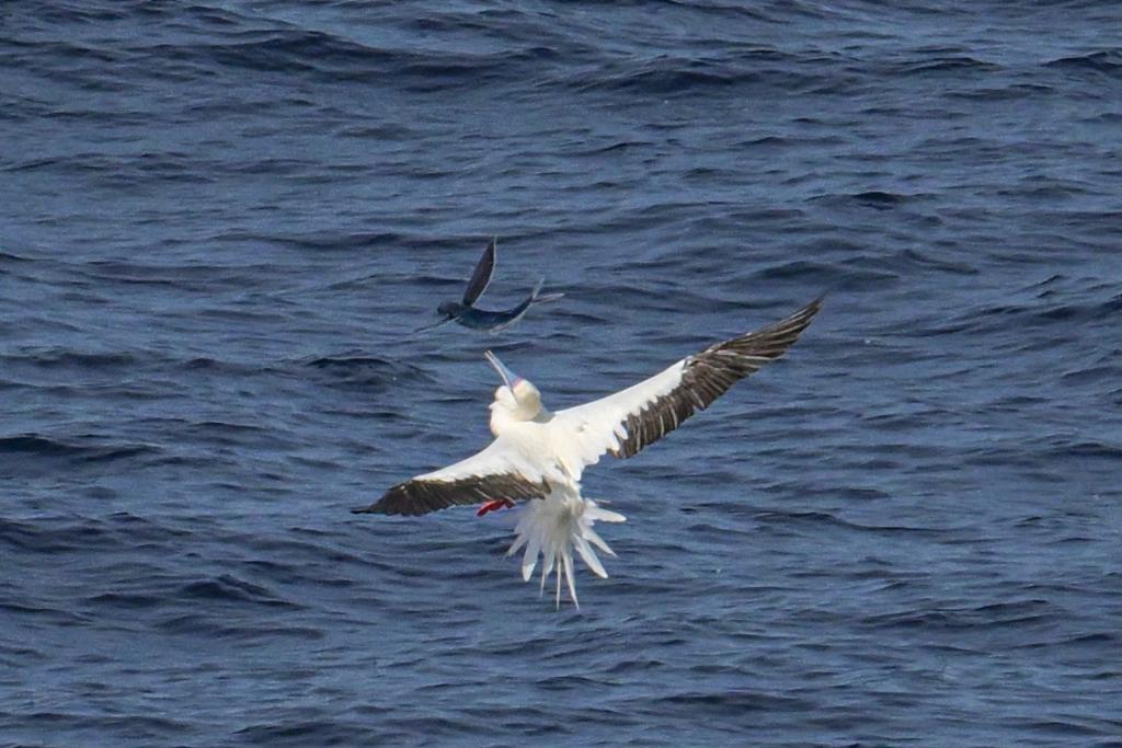 Red-footed boobies seen hunting flying fish in South China Sea