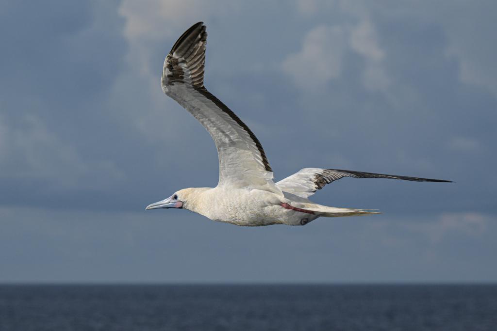 Red-footed boobies seen hunting flying fish in South China Sea